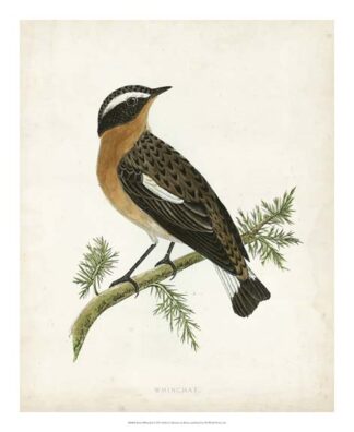 Morris Whinchat