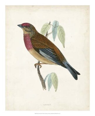 Morris Linnet