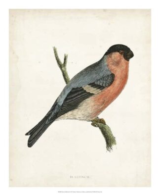 Morris Bullfinch