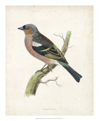Morris Chaffinch