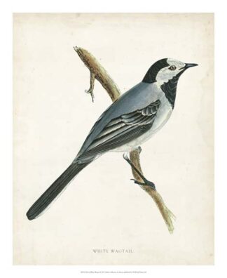 Morris White Wagtail