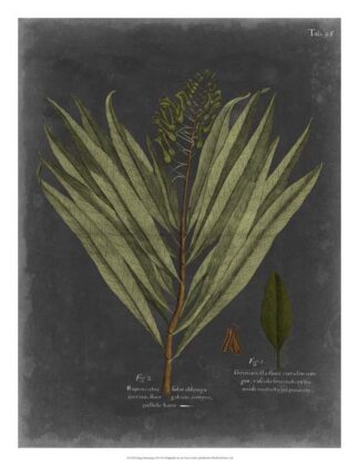 Foliage Dramatique II