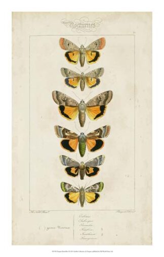 Pauquet Butterflies I