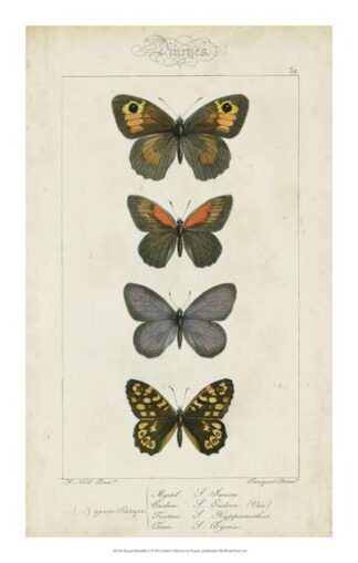 Pauquet Butterflies V