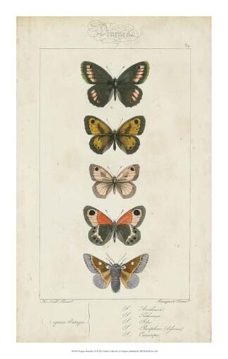 Pauquet Butterflies VI