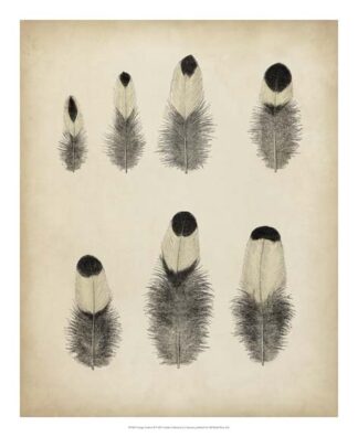 Vintage Feathers II