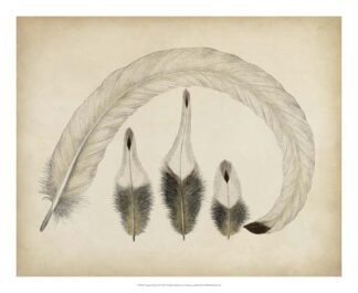 Vintage Feathers IV