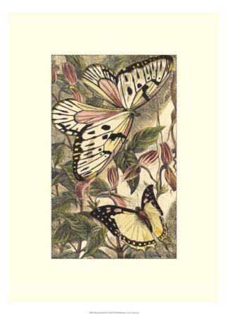 Dancing Butterfly II