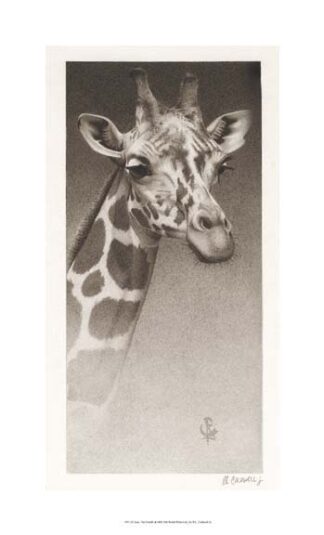 Jean, The Giraffe