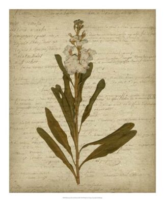 Romantic Pressed Flowers III