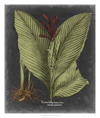 Besler Dramatique II