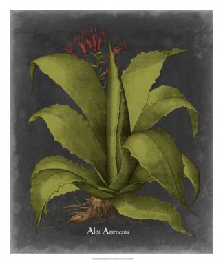 Besler Dramatique III