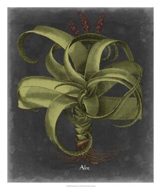 Besler Dramatique IV