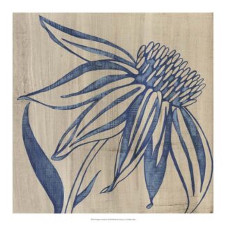 Indigo Coneflower