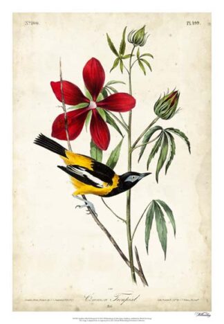Audubon Bird & Botanical I