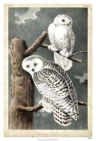 Audubon's Snowy Owl