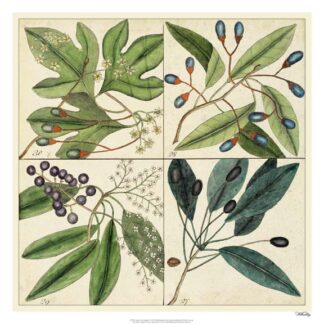 Catesby Leaf Quadrant I