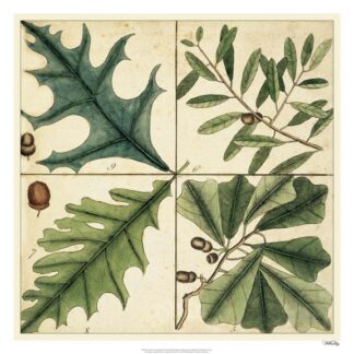 Catesby Leaf Quadrant III
