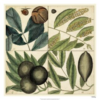 Catesby Leaf Quadrant IV