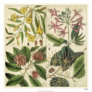 Catesby Botanical Quadrant I