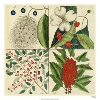 Catesby Botanical Quadrant II