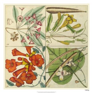 Catesby Botanical Quadrant III