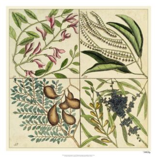 Catesby Botanical Quadrant IV
