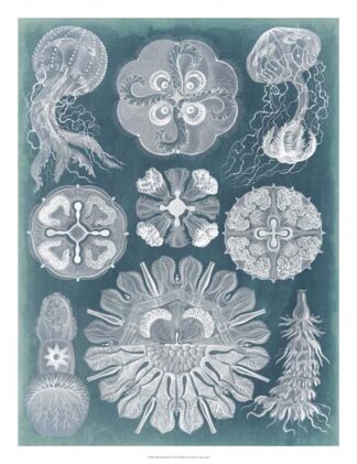 Sealife Blueprint IV