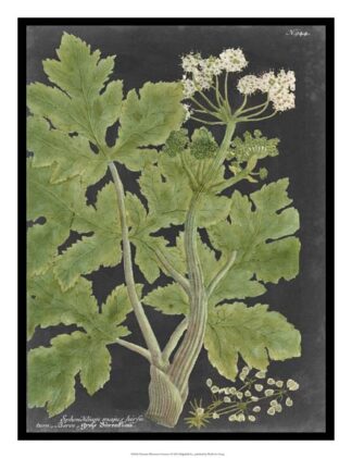 Dramatic Weinmann Greenery I