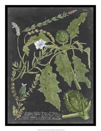 Dramatic Weinmann Greenery II