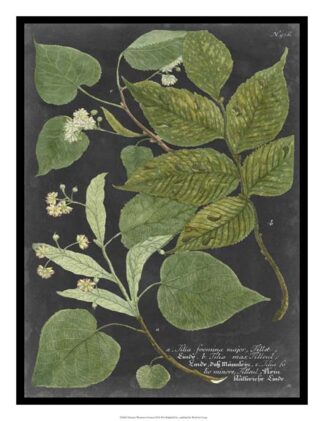 Dramatic Weinmann Greenery III