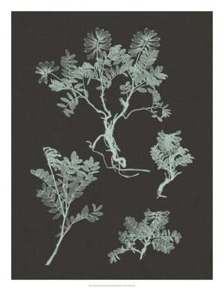 Mint & Charcoal Nature Study II