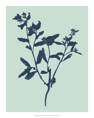 Indigo & Mint Botanical Study VII
