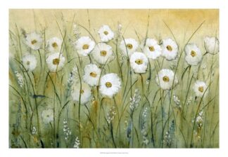 Daisy Spring I