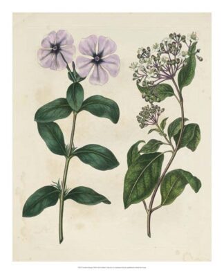 Garden Pairings VIII