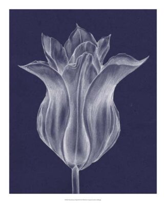 Monochrome Tulip III