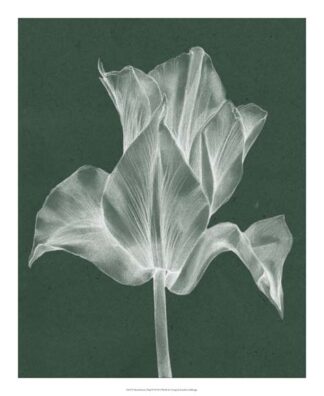 Monochrome Tulip IV