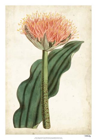 Tangerine Floral III