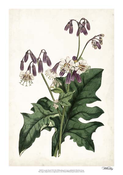 Lavender Florals VII