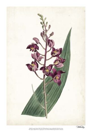 Lavender Florals VIII