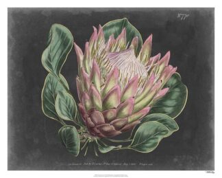 Dramatic Protea I