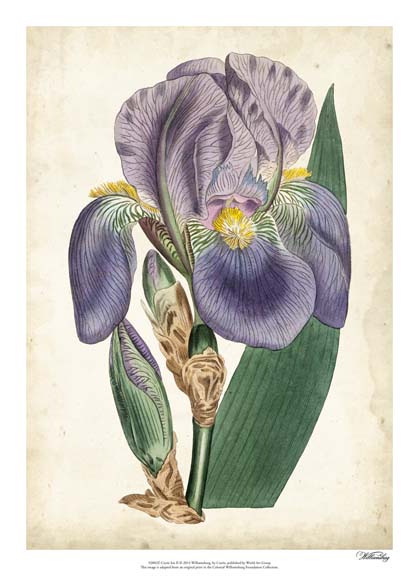 Curtis Iris II