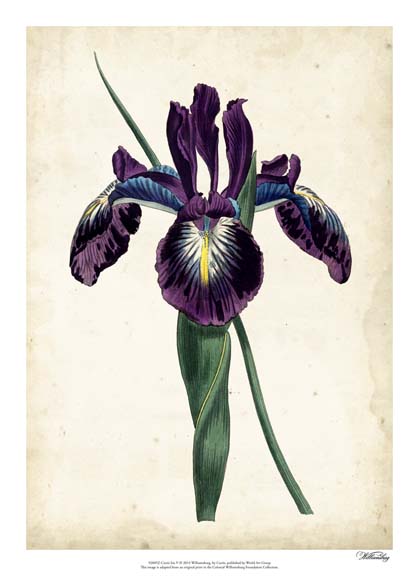 Curtis Iris V