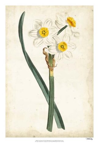 Curtis Narcissus III