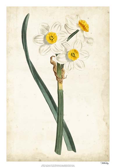 Curtis Narcissus III