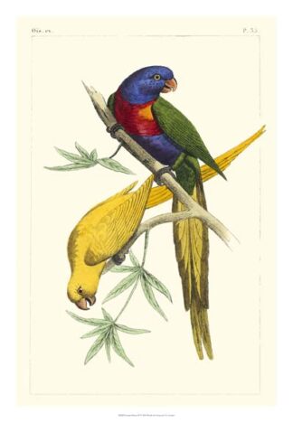 Lemaire Parrots IV