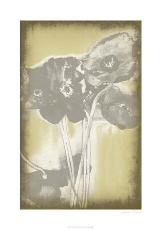 Poppies in Relief II