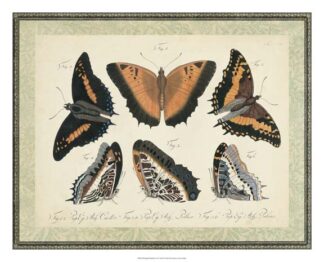 Bookplate Butterflies Trio I