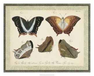 Bookplate Butterflies Trio III