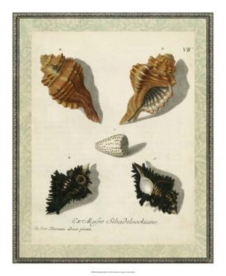 Bookplate Shells I